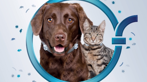 Создание flash-баннера Foresto для компании Bayer